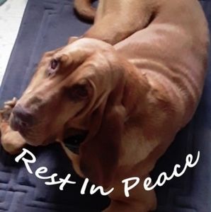 Meet your Posher, Abigail